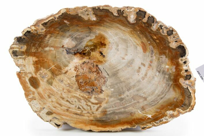 Polished Petrified Wood (Araucaria) Round - Madagascar #341526